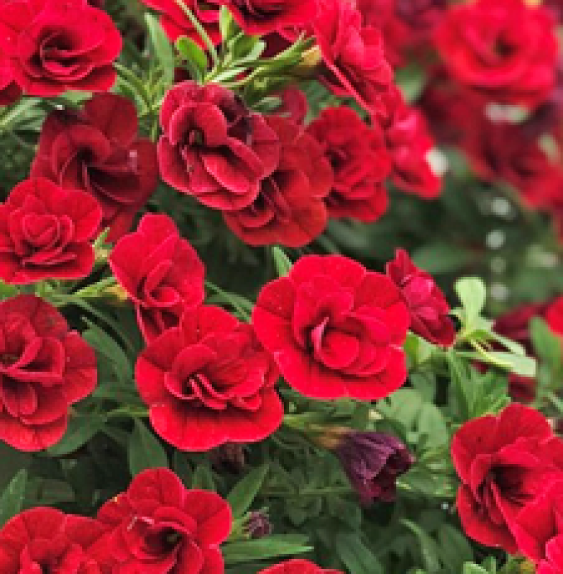 UNO D.DARK RED